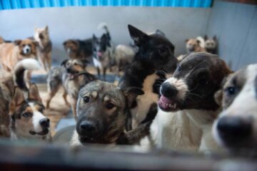 Как защититься от нападения собаки, рассказали эксперты
