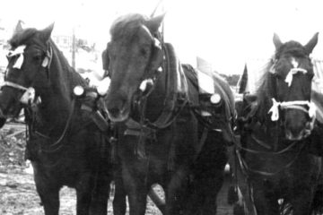 В Норильске до 1970-х годов использовали гужевой транспорт
