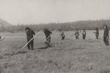 Сельское хозяйство в Заполярье пыталось вырастить кукурузу