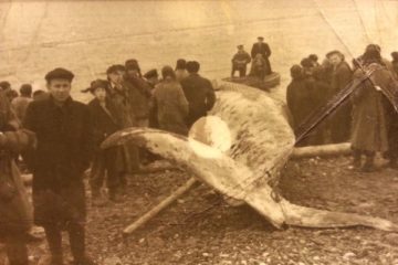 Гренландский кит из Северного ледовитого океана доплыл почти до Дудинки
