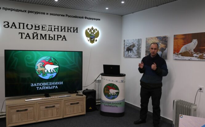 В заповеднике «Путоранский» – 550 особей толсторога
