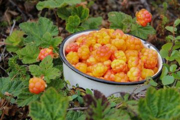 Ученые нашли полезное применение семенам морошки