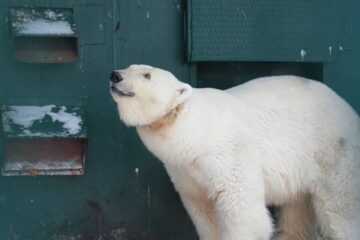 Найденную на Таймыре белую медведицу доставили в центр при Московском зоопарке