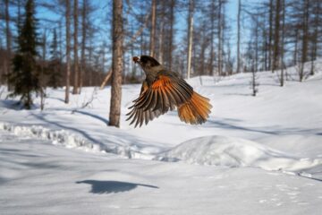Взгляд на Таймыр: музей Норильска приглашает фотографов к участию в «ТаймырФотоГода-2026»