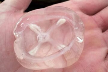 Прозрачный гость: в северных водах встретили медузу