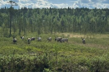 В Российской Арктике снова разгуливают норвежские олени
