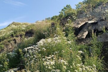 Экспедиция норильчан обследовала Бреховские острова в низовьях Енисея