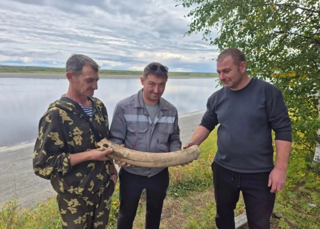 Бивень мамонта обнаружили дорожные рабочие в Туруханском районе
