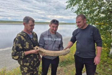 Бивень мамонта обнаружили дорожные рабочие в Туруханском районе
